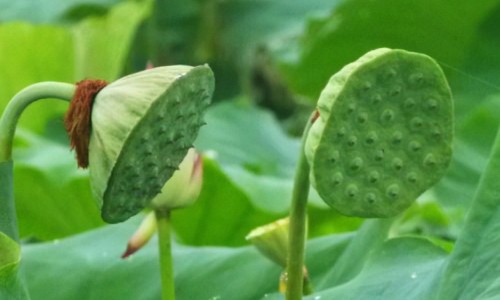 莲子银耳红枣桂圆枸杞